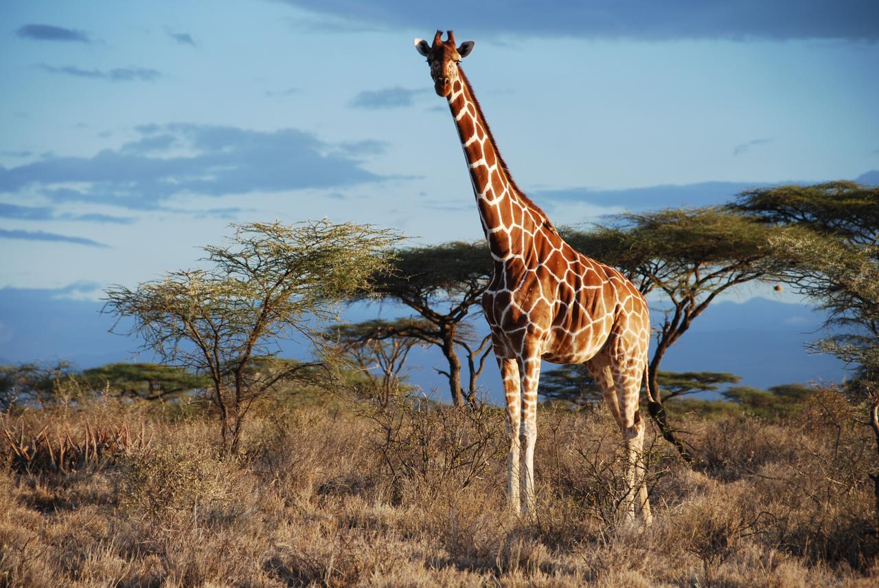 Bush Lovers Lodge Модимолле Экстерьер фото